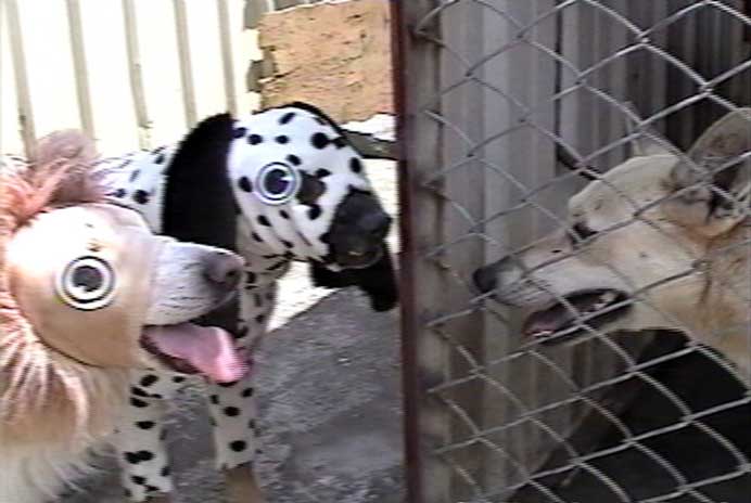 Hung-Chih Peng 彭泓智