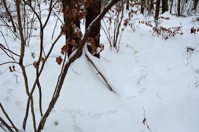 Shu-Jung Chao 趙書榕