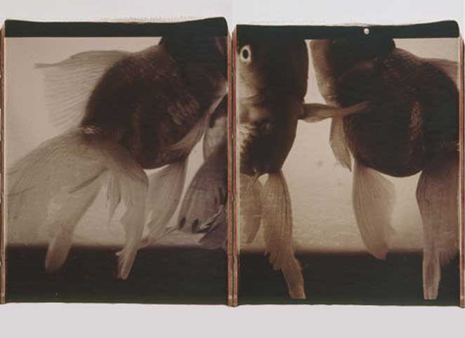 Caroline Chiu  赵汝贤 