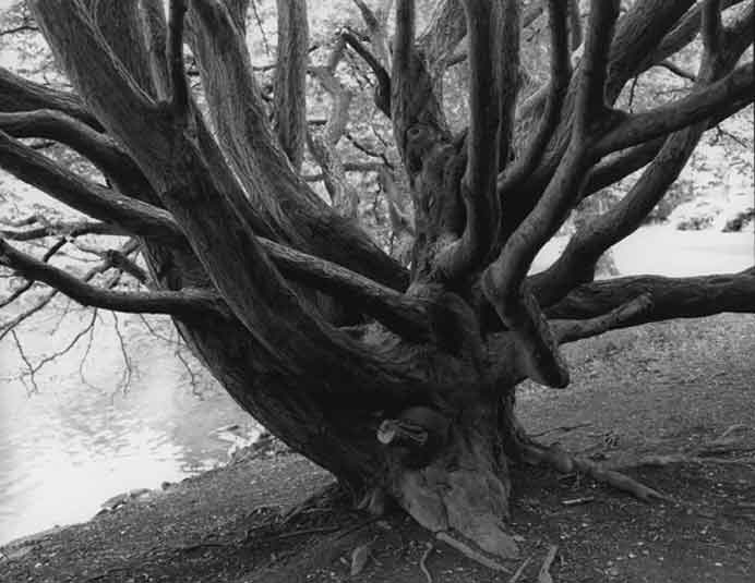 Diana Lui  雷梦君  