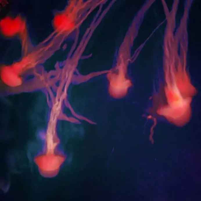 © Wu Xinmo  吴欣默 