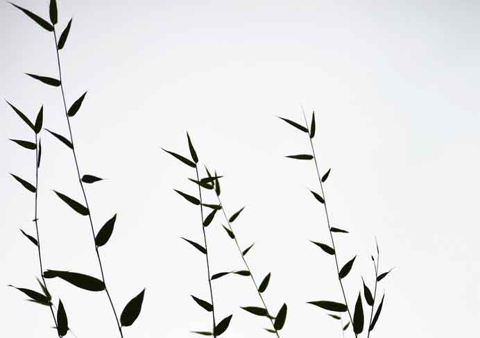 Hu Xiuqian  胡修乾  -  Spring  -  Photo  