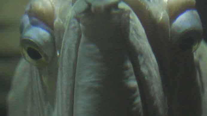 Liang Yue 梁玥 - FUZZ FUZZ ( Film ) - 2018 Liang Yue 梁玥 - FUZZ FUZZ ( Film ) - 2018