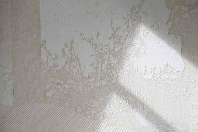 Chiu Chen-Hung  邱承宏  -  Phototaxis  -  Künstlerhaus Bethanien  Berlin  -  2019