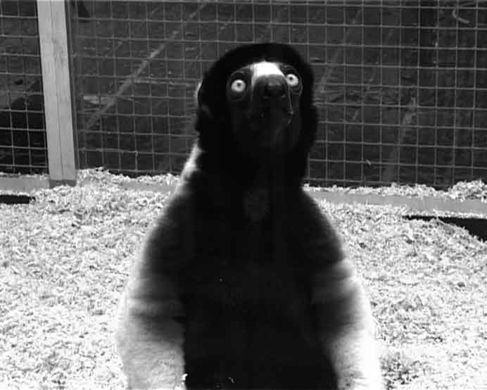 Ho Hsin-Yi  何欣怡  -  Une visite du zoo  -  Video Art  -  2007