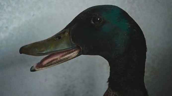 Hsu Che-Yu  许哲瑜  -   -  一只绿头鸭的不寻常死亡  -  Video 16'45''  -  2020