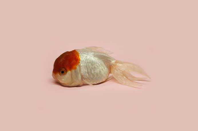 Robert Zhao Renhui 赵仁辉 Robert Zhao Renhui 赵仁辉