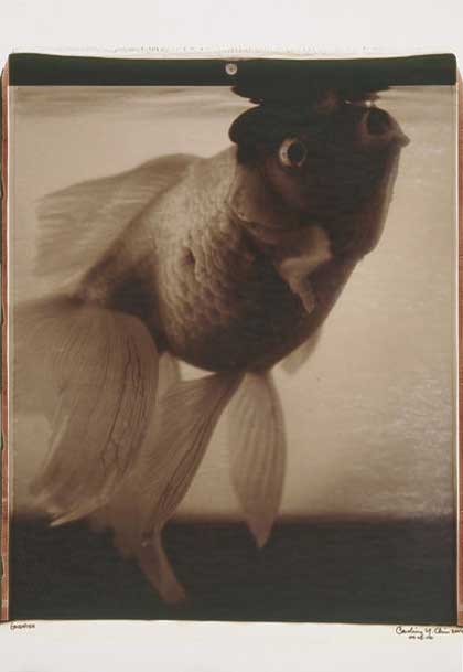 Caroline Chiu  赵汝贤 -  Goldfish #110, 2004. Polaroid Photograph, 61 x 51 cm, 04-08-110 © 2004 Hanart TZ Gallery 