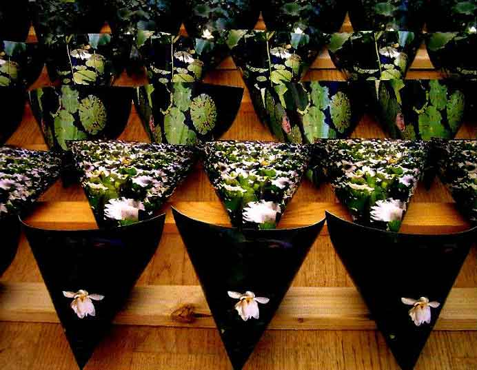 Yang Qi 杨起 - House of NeoBioLotus - Space installation - 2004 Yang Qi 杨起 - House of NeoBioLotus - Space installation - 2004