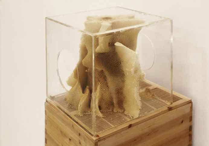 Ren Ri  任日  -  Yuansu Series II # 6-9  -  Acrylic box, natural beeswax  40 x 40 x 40 cm  -  2013-2014