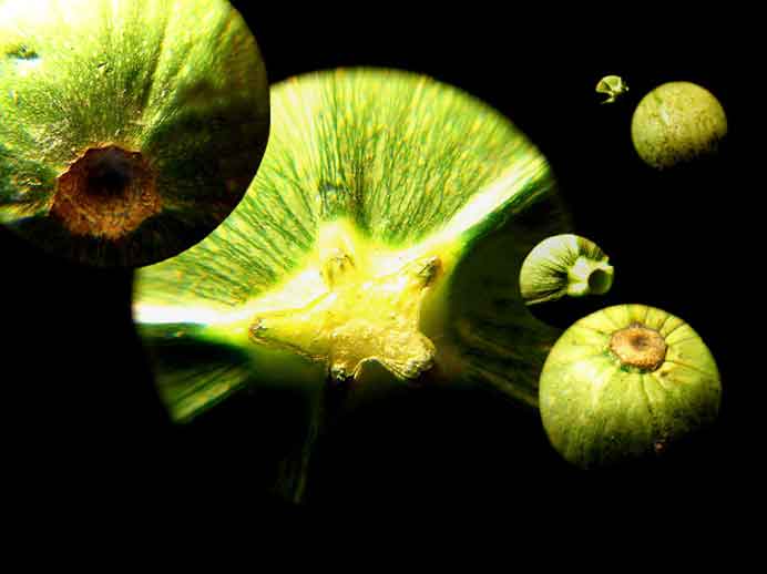   ©  Chen Meitsen 陳美岑