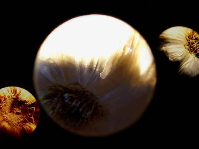   ©  Chen Meitsen 陳美岑