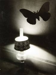 � Succession Brassa�  - Papillon de nuit - collection particuli�re