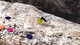 � Quarta-feira de Cinzas/Epilogue 2006